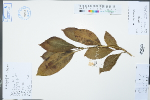  (Fagraea - Ge02377)  @11 [ ] CreativeCommons  Attribution Non-Commercial Share-Alike  Unspecified Herbarium of South China Botanical Garden