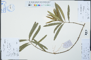  ( - Ge02382)  @11 [ ] CreativeCommons  Attribution Non-Commercial Share-Alike  Unspecified Herbarium of South China Botanical Garden