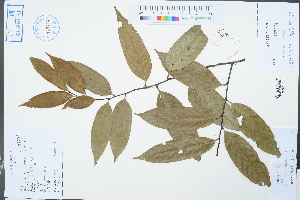  ( - Ge02383)  @11 [ ] CreativeCommons  Attribution Non-Commercial Share-Alike  Unspecified Herbarium of South China Botanical Garden