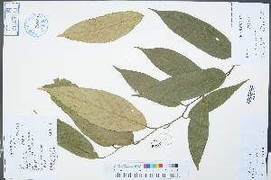  (Hopea - Ge02388)  @11 [ ] CreativeCommons  Attribution Non-Commercial Share-Alike  Unspecified Herbarium of South China Botanical Garden