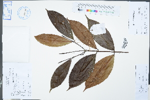 (Carallia - Ge02389)  @11 [ ] CreativeCommons  Attribution Non-Commercial Share-Alike  Unspecified Herbarium of South China Botanical Garden