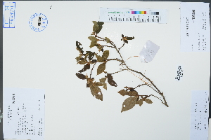  ( - Ge02394)  @11 [ ] CreativeCommons  Attribution Non-Commercial Share-Alike  Unspecified Herbarium of South China Botanical Garden