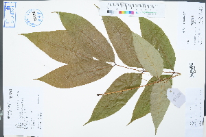  ( - Ge02399)  @11 [ ] CreativeCommons  Attribution Non-Commercial Share-Alike  Unspecified Herbarium of South China Botanical Garden