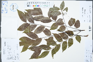  (Erythrophleum fordii - Ge02400)  @11 [ ] CreativeCommons  Attribution Non-Commercial Share-Alike  Unspecified Herbarium of South China Botanical Garden