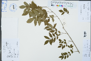  (Fraxinus hupehensis - Ge02402)  @11 [ ] CreativeCommons  Attribution Non-Commercial Share-Alike  Unspecified Herbarium of South China Botanical Garden