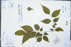  ( - Ge02405)  @11 [ ] CreativeCommons  Attribution Non-Commercial Share-Alike  Unspecified Herbarium of South China Botanical Garden