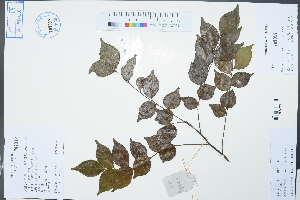  (Murraya kwangsiensis - Ge02413)  @11 [ ] CreativeCommons  Attribution Non-Commercial Share-Alike  Unspecified Herbarium of South China Botanical Garden
