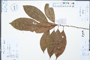  (Michelia gioi - Ge02417)  @11 [ ] CreativeCommons  Attribution Non-Commercial Share-Alike  Unspecified Herbarium of South China Botanical Garden