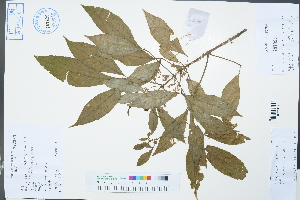  ( - Ge02421)  @11 [ ] CreativeCommons  Attribution Non-Commercial Share-Alike  Unspecified Herbarium of South China Botanical Garden