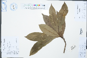  ( - Ge02422)  @11 [ ] CreativeCommons  Attribution Non-Commercial Share-Alike  Unspecified Herbarium of South China Botanical Garden