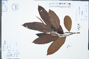  ( - Ge02427)  @11 [ ] CreativeCommons  Attribution Non-Commercial Share-Alike  Unspecified Herbarium of South China Botanical Garden