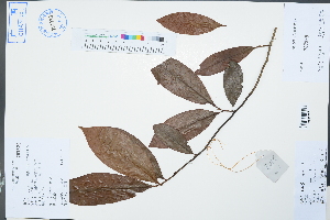  (Michelia skinneriana - Ge04509)  @11 [ ] CreativeCommons  Attribution Non-Commercial Share-Alike  Unspecified Herbarium of South China Botanical Garden