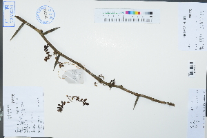  (Gleditsia japonica var. velutina - Ge02432)  @11 [ ] CreativeCommons  Attribution Non-Commercial Share-Alike  Unspecified Herbarium of South China Botanical Garden