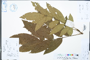 ( - Ge02433)  @11 [ ] CreativeCommons  Attribution Non-Commercial Share-Alike  Unspecified Herbarium of South China Botanical Garden