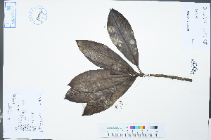  ( - Ge02439)  @11 [ ] CreativeCommons  Attribution Non-Commercial Share-Alike  Unspecified Herbarium of South China Botanical Garden
