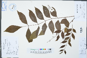  (Fraxinus griffithii - Ge02445)  @11 [ ] CreativeCommons  Attribution Non-Commercial Share-Alike  Unspecified Herbarium of South China Botanical Garden