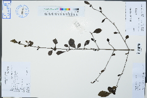  (Catunaregam spinosa - Ge02449)  @11 [ ] CreativeCommons  Attribution Non-Commercial Share-Alike  Unspecified Herbarium of South China Botanical Garden