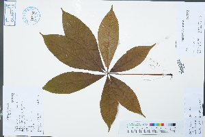  ( - Ge02452)  @11 [ ] CreativeCommons  Attribution Non-Commercial Share-Alike  Unspecified Herbarium of South China Botanical Garden