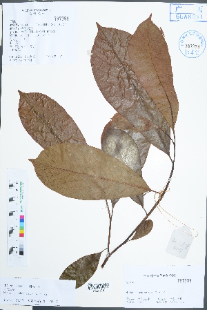  (Michelia sphaerantha - Ge02458)  @11 [ ] CreativeCommons  Attribution Non-Commercial Share-Alike  Unspecified Herbarium of South China Botanical Garden