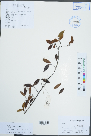  (Wikstroemia indica - Ge02461)  @11 [ ] CreativeCommons  Attribution Non-Commercial Share-Alike  Unspecified Herbarium of South China Botanical Garden