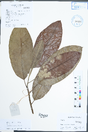  (Magnolia delavayi - Ge02463)  @11 [ ] CreativeCommons  Attribution Non-Commercial Share-Alike  Unspecified Herbarium of South China Botanical Garden