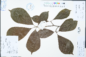  ( - Ge02465)  @11 [ ] CreativeCommons  Attribution Non-Commercial Share-Alike  Unspecified Herbarium of South China Botanical Garden