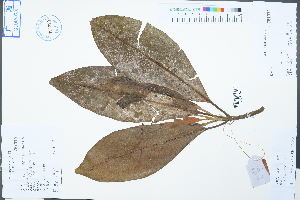  (Magnolia grandiflora - Ge02469)  @11 [ ] CreativeCommons  Attribution Non-Commercial Share-Alike  Unspecified Herbarium of South China Botanical Garden
