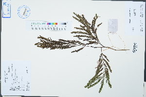  (Leucaena leucocephala - Ge04512)  @11 [ ] CreativeCommons  Attribution Non-Commercial Share-Alike  Unspecified Herbarium of South China Botanical Garden