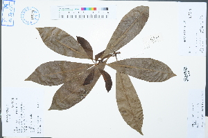  ( - Ge02474)  @11 [ ] CreativeCommons  Attribution Non-Commercial Share-Alike  Unspecified Herbarium of South China Botanical Garden
