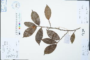  (Michelia crassipes - Ge02479)  @11 [ ] CreativeCommons  Attribution Non-Commercial Share-Alike  Unspecified Herbarium of South China Botanical Garden