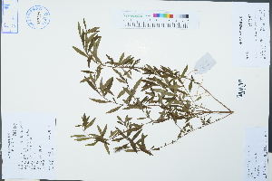  ( - Ge02482)  @11 [ ] CreativeCommons  Attribution Non-Commercial Share-Alike  Unspecified Herbarium of South China Botanical Garden
