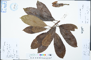  (Manglietia chevalieri - Ge02485)  @11 [ ] CreativeCommons  Attribution Non-Commercial Share-Alike  Unspecified Herbarium of South China Botanical Garden