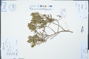  (Juniperus virginiana - Ge02490)  @11 [ ] CreativeCommons  Attribution Non-Commercial Share-Alike  Unspecified Herbarium of South China Botanical Garden