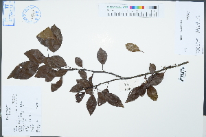  (Pyrus phaeocarpa - Ge02493)  @11 [ ] CreativeCommons  Attribution Non-Commercial Share-Alike  Unspecified Herbarium of South China Botanical Garden