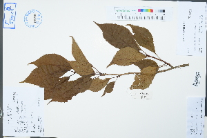  (Cerasus cerasoides - Ge02497)  @11 [ ] CreativeCommons  Attribution Non-Commercial Share-Alike  Unspecified Herbarium of South China Botanical Garden