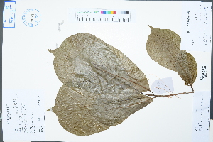  ( - Ge02500)  @11 [ ] CreativeCommons  Attribution Non-Commercial Share-Alike  Unspecified Herbarium of South China Botanical Garden