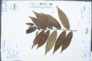  (Desmos - Ge02505)  @11 [ ] CreativeCommons  Attribution Non-Commercial Share-Alike  Unspecified Herbarium of South China Botanical Garden