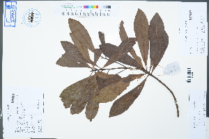  ( - Ge02507)  @11 [ ] CreativeCommons  Attribution Non-Commercial Share-Alike  Unspecified Herbarium of South China Botanical Garden