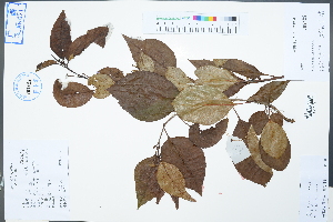  ( - Ge02517)  @11 [ ] CreativeCommons  Attribution Non-Commercial Share-Alike  Unspecified Herbarium of South China Botanical Garden