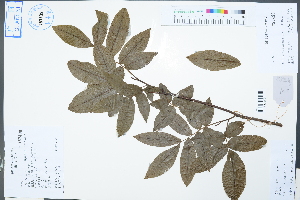  ( - Ge02525)  @11 [ ] CreativeCommons  Attribution Non-Commercial Share-Alike  Unspecified Herbarium of South China Botanical Garden