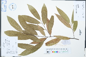  (Castanopsis hystrix - Ge04522)  @11 [ ] CreativeCommons  Attribution Non-Commercial Share-Alike  Unspecified Herbarium of South China Botanical Garden