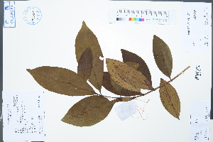  (Syzygium nervosum - Ge04523)  @11 [ ] CreativeCommons  Attribution Non-Commercial Share-Alike  Unspecified Herbarium of South China Botanical Garden