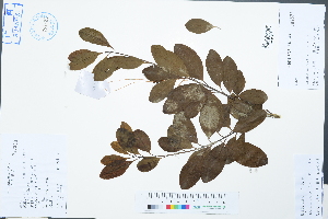  (Tirpitzia ovoidea - Ge02546)  @11 [ ] CreativeCommons  Attribution Non-Commercial Share-Alike  Unspecified Herbarium of South China Botanical Garden