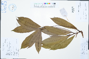  ( - Ge02547)  @11 [ ] CreativeCommons  Attribution Non-Commercial Share-Alike  Unspecified Herbarium of South China Botanical Garden