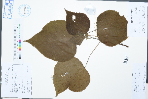  (Alchornea trewioides - Ge02550)  @11 [ ] CreativeCommons  Attribution Non-Commercial Share-Alike  Unspecified Herbarium of South China Botanical Garden