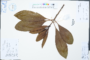  (Myrsine kwangsiensis - Ge02553)  @11 [ ] CreativeCommons  Attribution Non-Commercial Share-Alike  Unspecified Herbarium of South China Botanical Garden