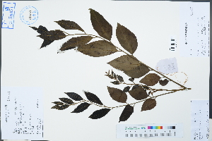 (Micromelum integerrimum - Ge02561)  @11 [ ] CreativeCommons  Attribution Non-Commercial Share-Alike  Unspecified Herbarium of South China Botanical Garden