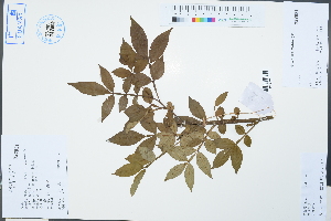  (Zanthoxylum armatum - Ge04527)  @11 [ ] CreativeCommons  Attribution Non-Commercial Share-Alike  Unspecified Herbarium of South China Botanical Garden