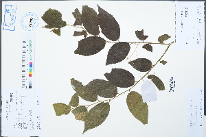  ( - Ge02565)  @11 [ ] CreativeCommons  Attribution Non-Commercial Share-Alike  Unspecified Herbarium of South China Botanical Garden
