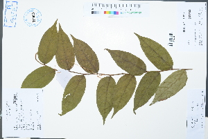  (Glochidion velutinum - Ge02567)  @11 [ ] CreativeCommons  Attribution Non-Commercial Share-Alike  Unspecified Herbarium of South China Botanical Garden